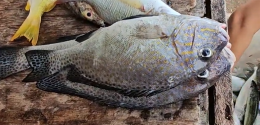 제시된 image_bb20db.jpg 속 생선은 농어목 독가시치과에 속하는 독가시치(Rabbitfish / Spinefoot) 종류입니다.사진 속에는 두 마리가 겹쳐져 있으며, 작은 입과 머리 부분의 선명한 노란색/금빛 반점(또는 물결무늬), 그리고 꼬리지느러미의 자잘한 검은 점박이 패턴이 특징입니다. 필리핀 현지에서는 다음과 같은 이름으로 매우 친숙한 고급 어종입니다. 현지명: 당깃(Danggit) 또는 사마랄(Samaral) 특징: 신선할 때는 회나 숯불구이(Grilled), 매운탕 등으로 먹으며, 필리핀에서는 이를 얇게 포 떠서 말린 '말린 당깃(Dried Danggit)'이 바삭하고 고소한 밥반찬 및 맥주 안주로 전국적인 사랑을 받습니다. 주의점: 지느러미 가시에 독이 있으므로 맨손으로 손질할 때 찔리지 않도록 주의해야 합니다.